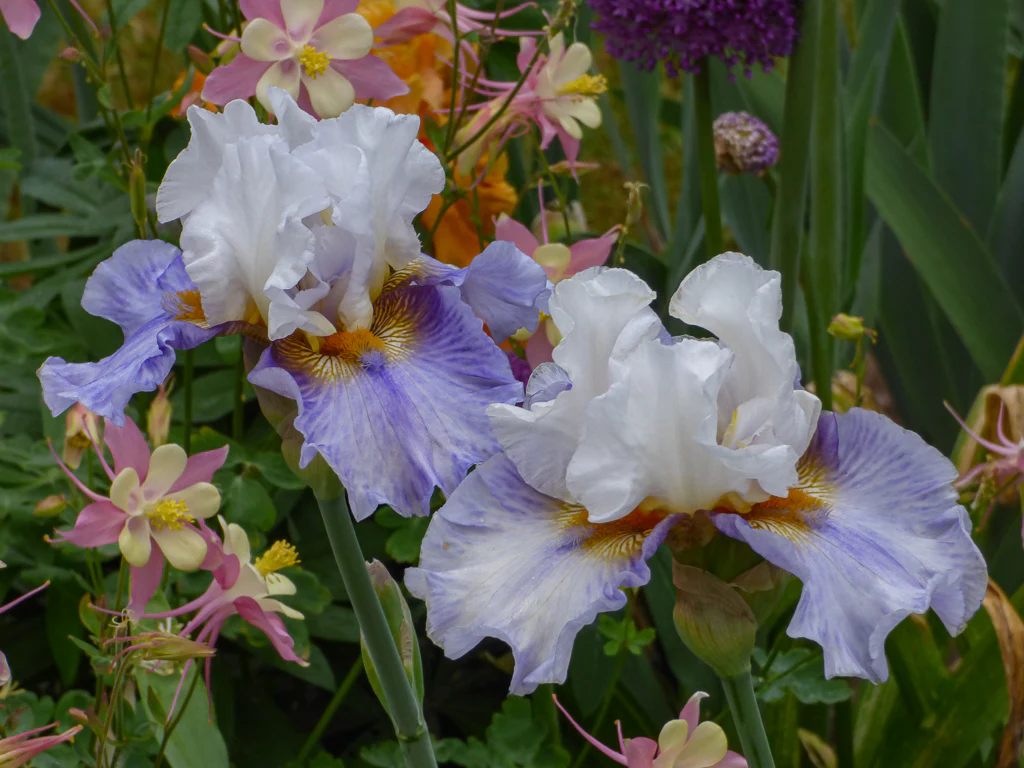 Timeless Elegance in Every Bloom