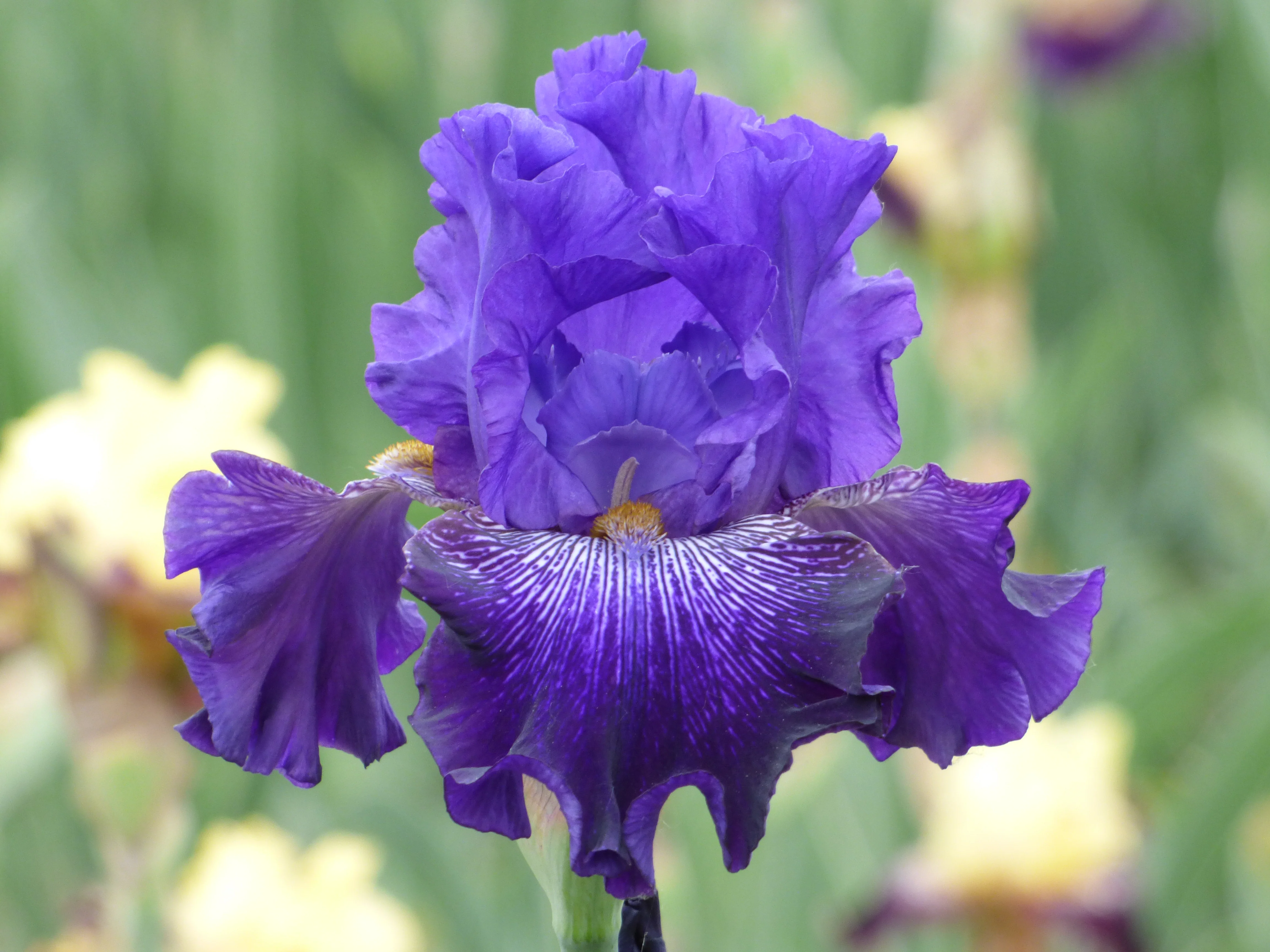 Iris