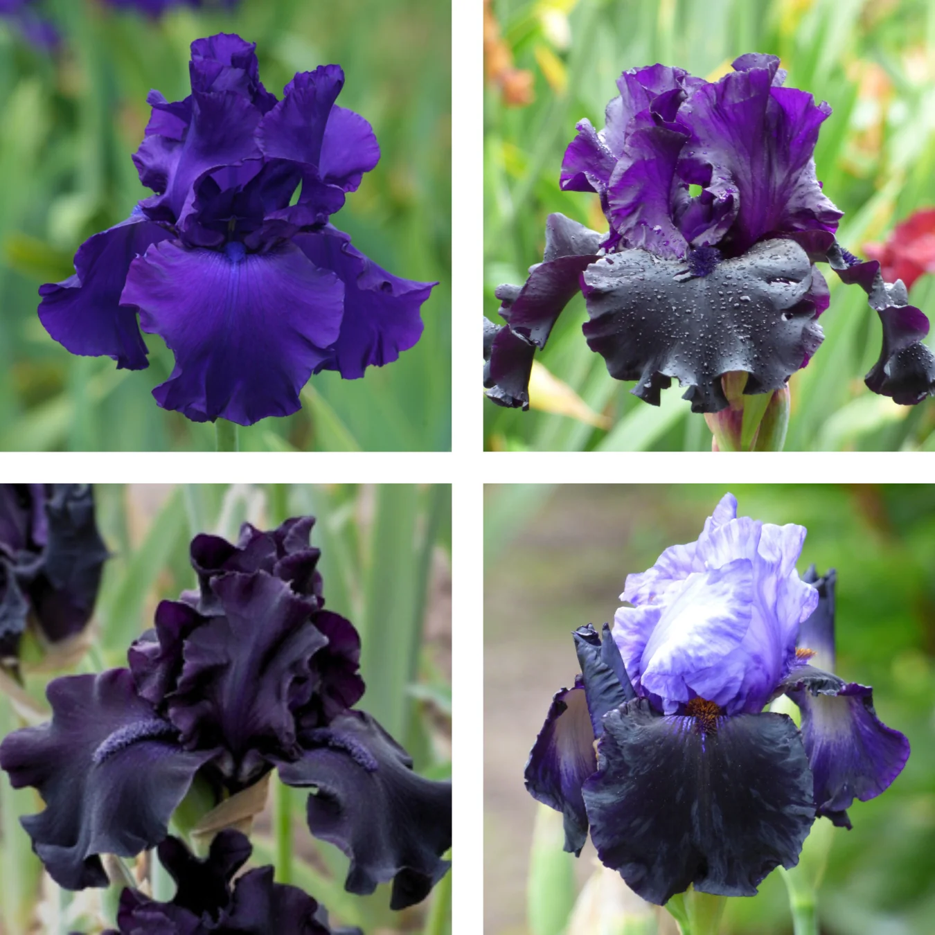 Iris Library