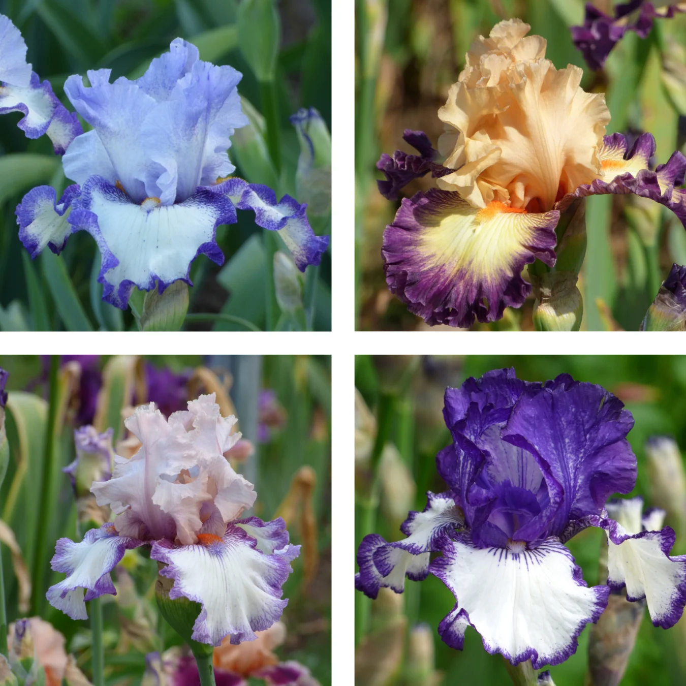 Farm Fresh Iris Bouquets